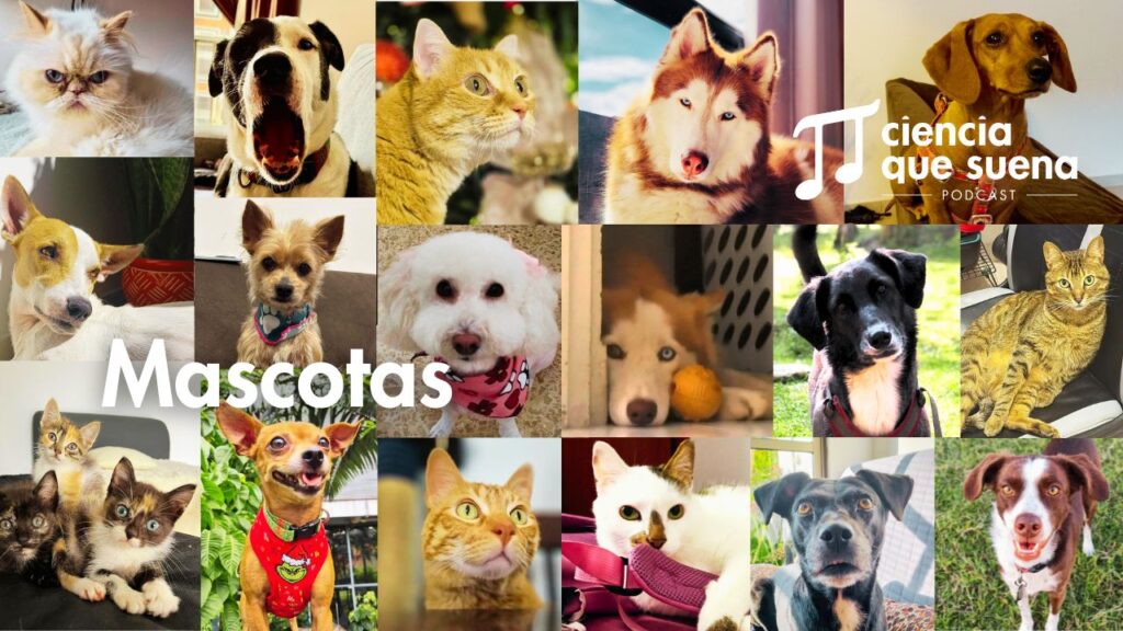 Collage de mascotas
